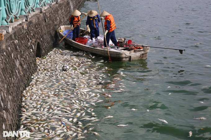 Mass fish deaths continue in Hanoi's West Lake - 5 Mass fish deaths continue in Hanoi's West Lake - 5