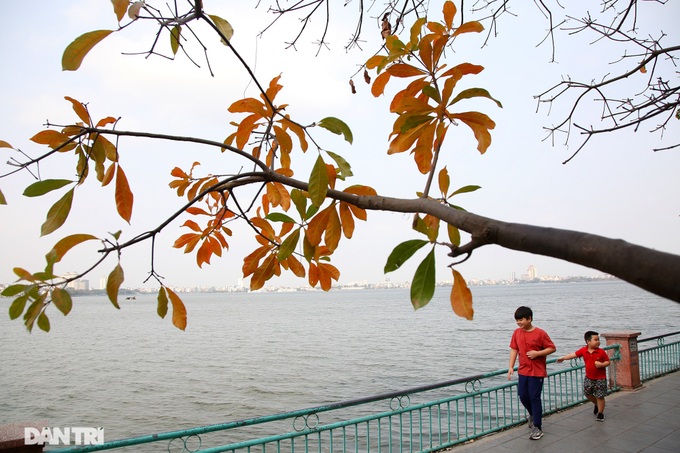 Hanoi trees mark return of spring - 2