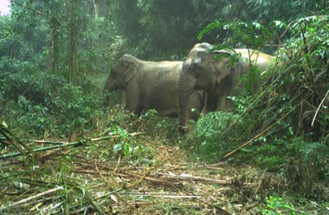 Dozens of rare animals captured in Ha Tinh national park through camera traps - 1
