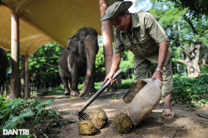 Saigon Zoo elephant dung used to make paper - 2 Saigon Zoo elephant dung used to make paper - 2