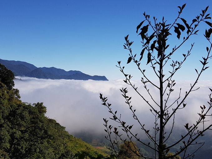 Quang Nam launches free ginseng garden tour - 3