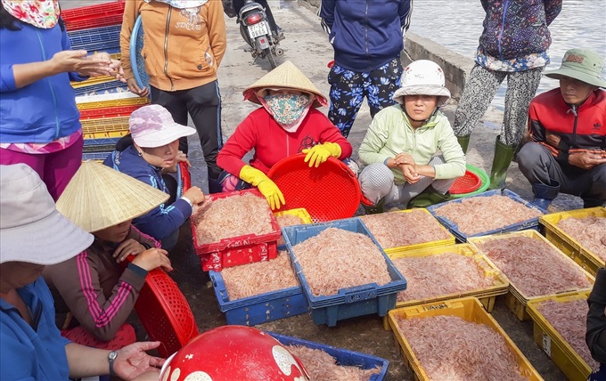 Binh Dinh fishermen enjoy big catches on Lunar New Year - 5