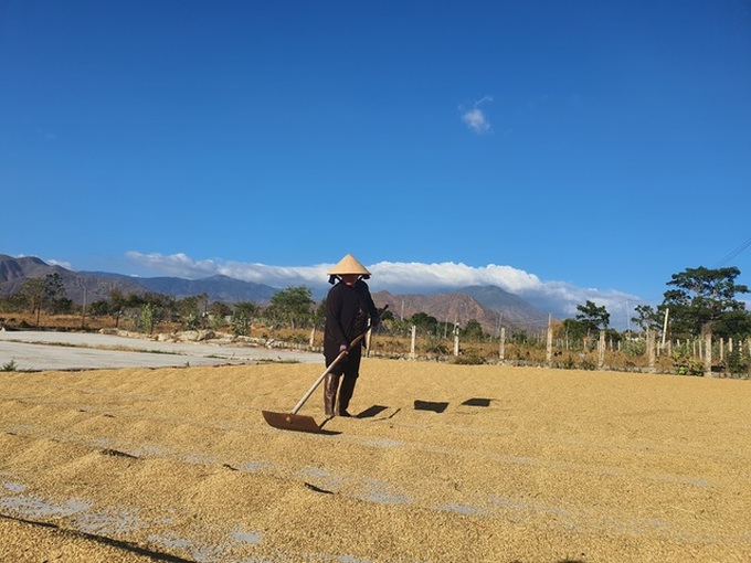 Binh Thuan struggles to deal with early drought - 4 Binh Thuan struggles to deal with early drought - 4