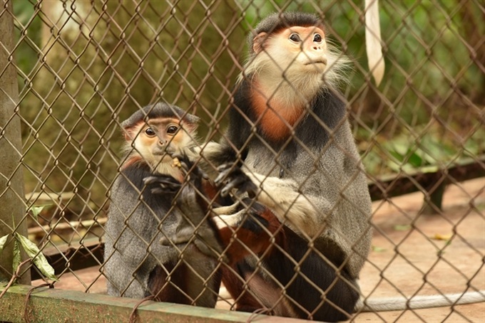 Vietnam to preserve vulnerable wildlife amid climate change - 1 Vietnam to preserve vulnerable wildlife amid climate change - 1