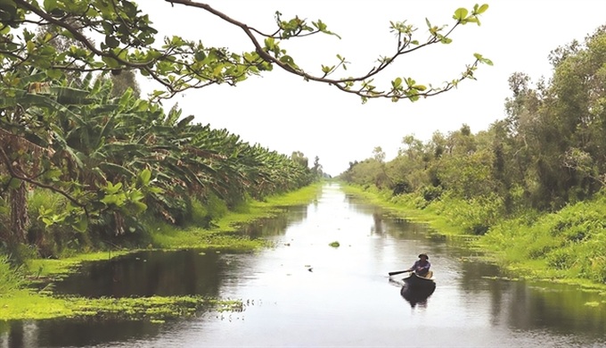 U Minh Thượng wetland reopens to eco-tourism after long hiatus - 1