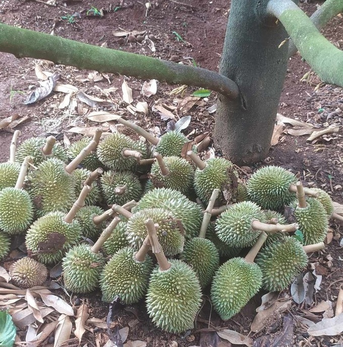 Dak Lak installs security cameras to protect durian - 1