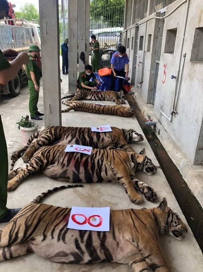 Eight recently rescued tigers suddenly die - 1