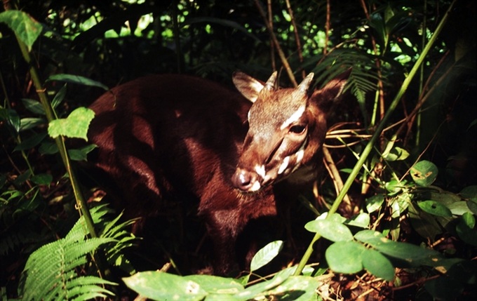 Joint emergency response to prevent imminent extinction of Asian ‘unicorn’ - 1 Joint emergency response to prevent imminent extinction of Asian ‘unicorn’ - 1