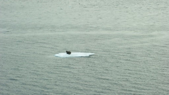 Climate change forces Arctic animals to shift feeding habits: study - 1 Climate change forces Arctic animals to shift feeding habits: study - 1