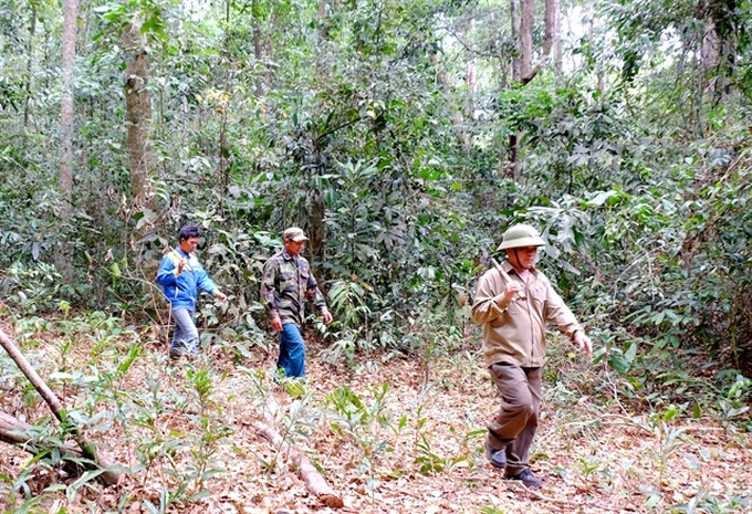 Binh Phuoc uses payment scheme to help protect forests - 1