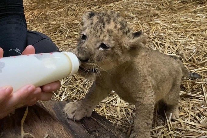 Lion cub Simba born in Singapore via artificial insemination - 1