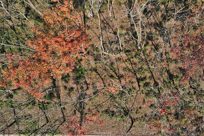 Ha Tinh rubber forest changes from yellow to red - 2