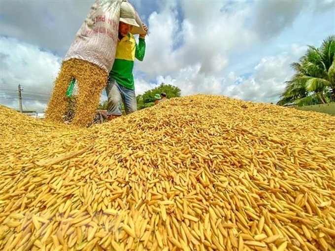 Vietnam set to export 7 million tonnes of rice this year - 1