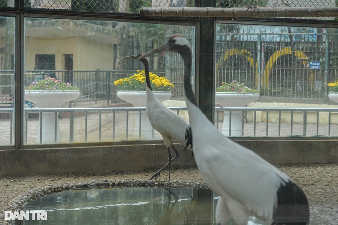 Hanoi zoo lights fires to keep animals warm - 4