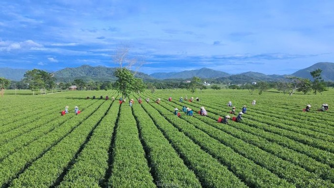 Stunning beauty of Ha Tinh tea plantation - 4