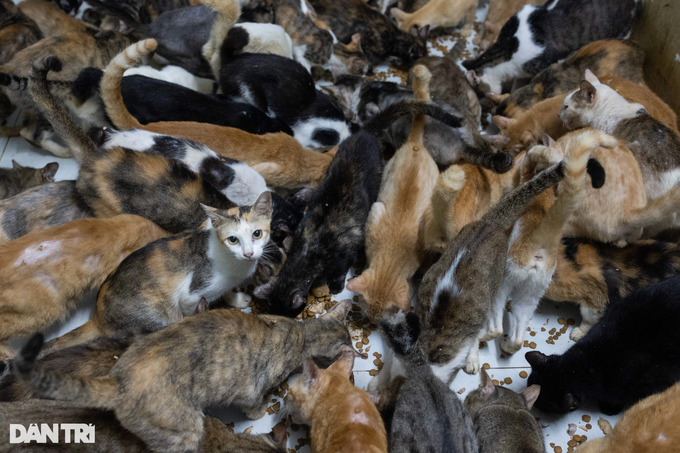 HCM City woman’s love for abandoned cats - 4