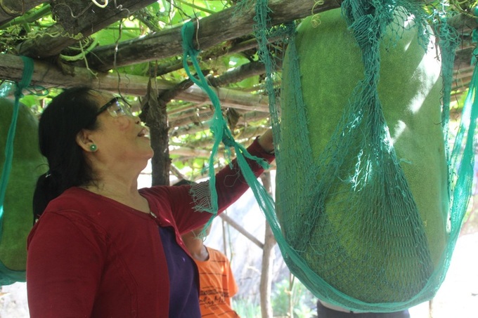Binh Dinh village to become tourist destination thanks to giant melons - 1 Binh Dinh village to become tourist destination thanks to giant melons - 1