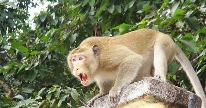 Escaped monkey attacks children on Binh Thuan Island - 1 Escaped monkey attacks children on Binh Thuan Island - 1