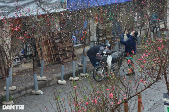 Early peach blossoms on Hanoi streets - 7