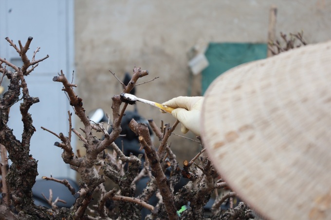 Post-Tet peach tree care service in high demand in Hanoi - 5