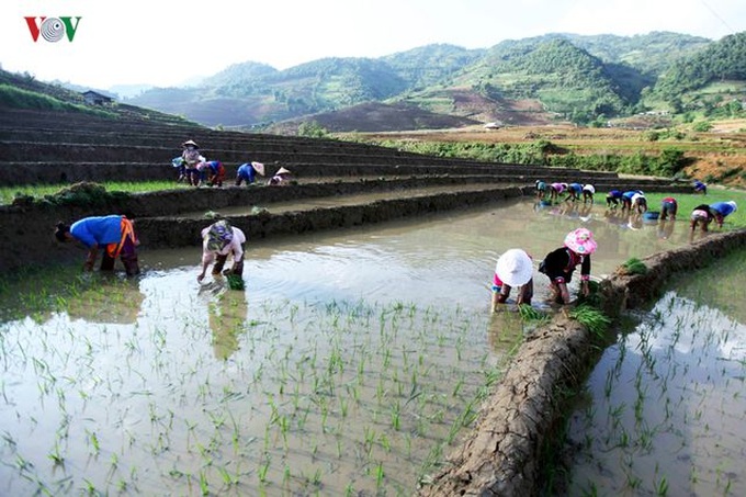 Stunning rice terraced fields in Lai Chau - 3