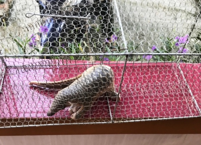 Javan pangolin and Phayre's langur rescued in Binh Dinh - 1 Javan pangolin and Phayre's langur rescued in Binh Dinh - 1