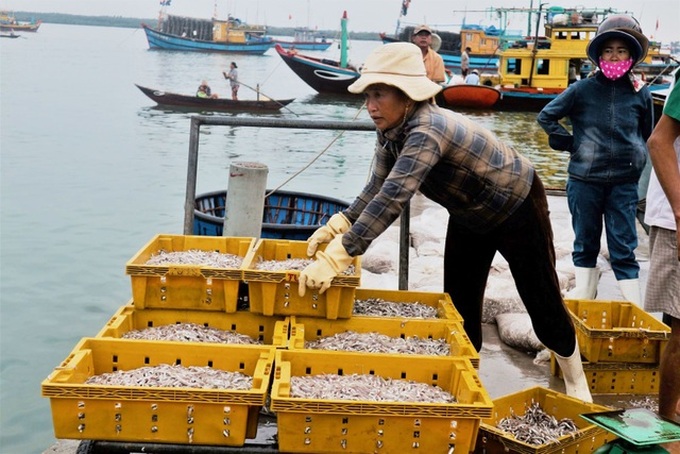Quang Nam fishing port bustling with activities - 2 Quang Nam fishing port bustling with activities - 2