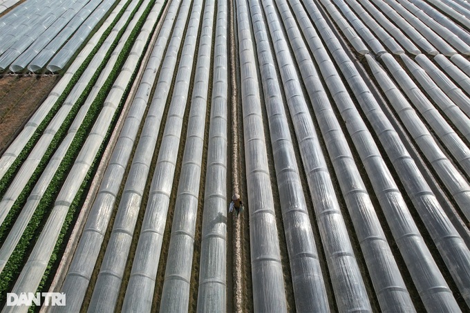 Stunning flower and vegetable fields in Hanoi’s suburbs - 2 Stunning flower and vegetable fields in Hanoi’s suburbs - 2