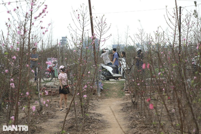 Early Hanoi peach blossoms signal Tet nears - 2