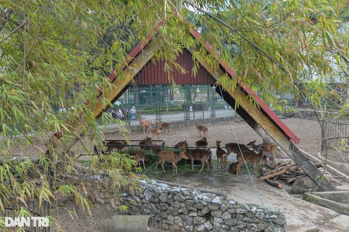 Hanoi zoo lights fires to keep animals warm - 1