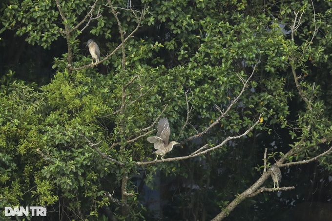 Hanoi central lake attracts wild birds - 3