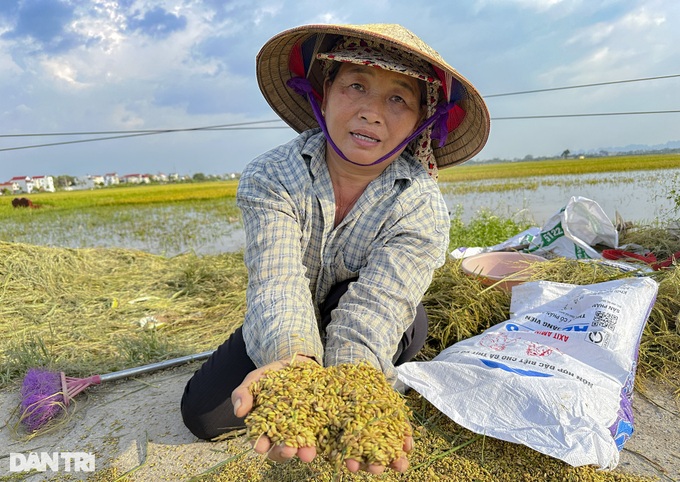 Hanoi’s submerged rice fields face wipeout - 3