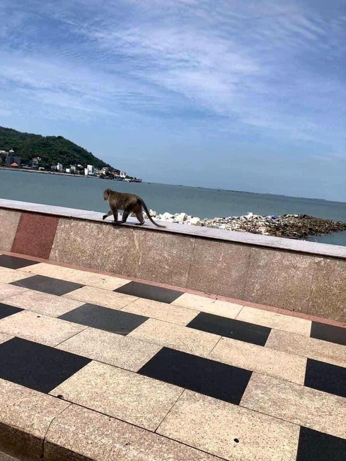 Vung Tau mountain monkeys look for food on streets - 3