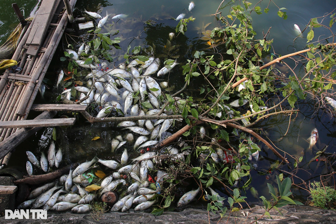 Mass fish deaths continue in Hanoi's West Lake - 4 Mass fish deaths continue in Hanoi's West Lake - 4