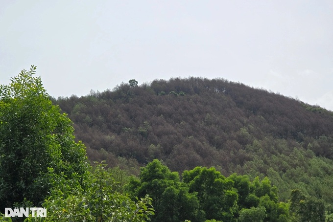 Nghe An pine forests ravaged by caterpillars - 2 Nghe An pine forests ravaged by caterpillars - 2