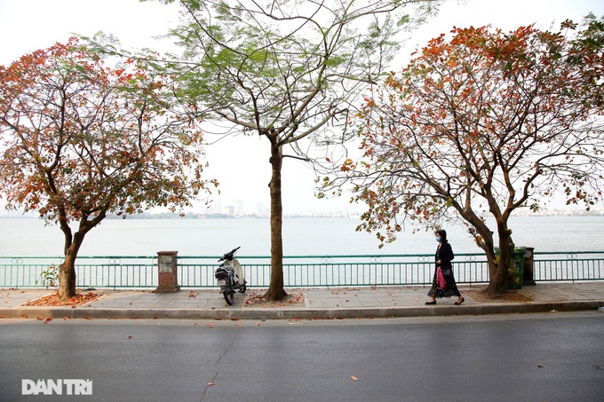 Hanoi trees mark return of spring - 3