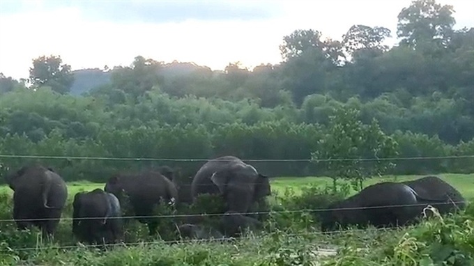 Đồng Nai seeks human-elephant coexistence - 1 Đồng Nai seeks human-elephant coexistence - 1