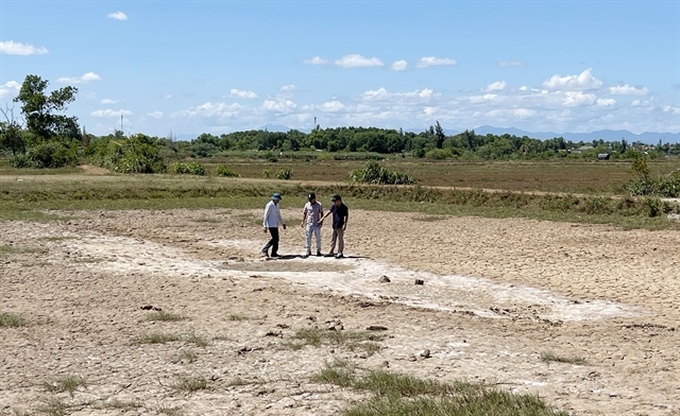 Unplanned shrimp farming blamed for abandoned rice fields in Quảng Trị - 1 Unplanned shrimp farming blamed for abandoned rice fields in Quảng Trị - 1