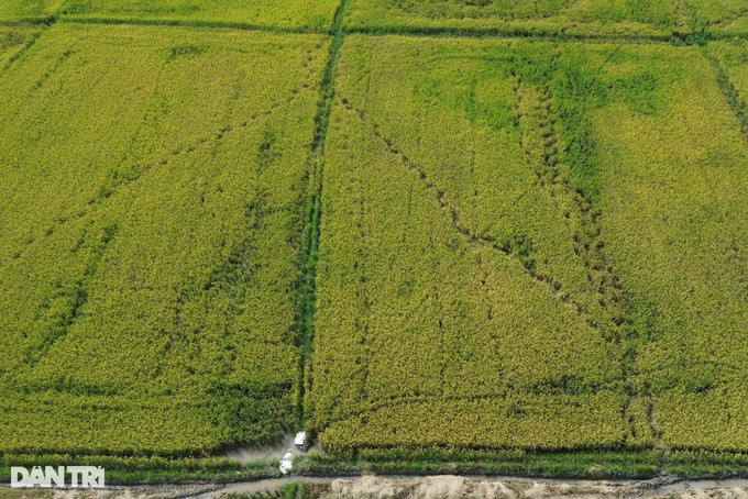 Wild elephants continue to eat crops in Dong Nai - 3 Wild elephants continue to eat crops in Dong Nai - 3