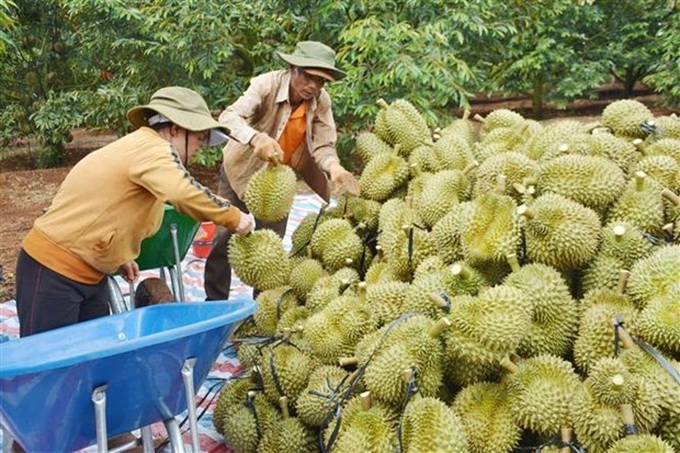 Fruit, vegetable exports to hit record in 2023 - 1 Fruit, vegetable exports to hit record in 2023 - 1