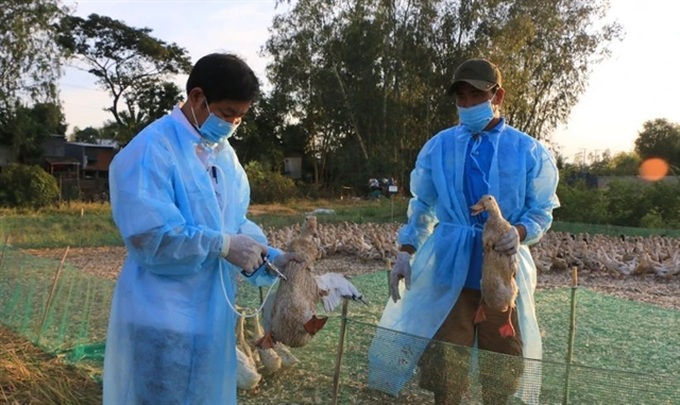 Localities must prevent bird flu from entering Vietnam - 1