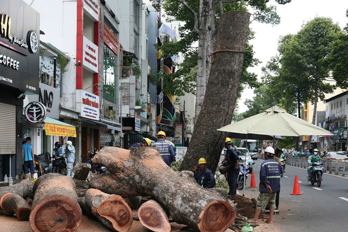 HCM City trees pruned following incidents - 5