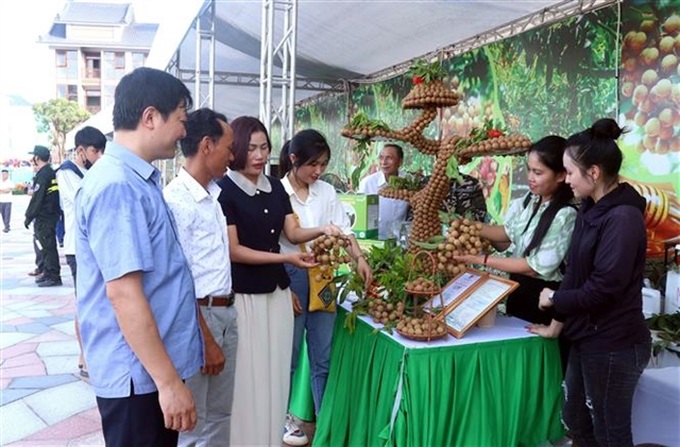 Hưng Yên longan festival week 2024 kicks off - 1