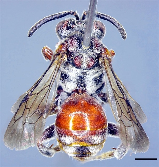 New bee species discovered in central Vietnam - 1