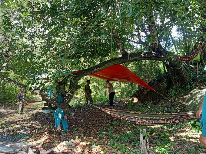 Hundreds of trees poisoned in Ninh Thuan forest - 1 Hundreds of trees poisoned in Ninh Thuan forest - 1