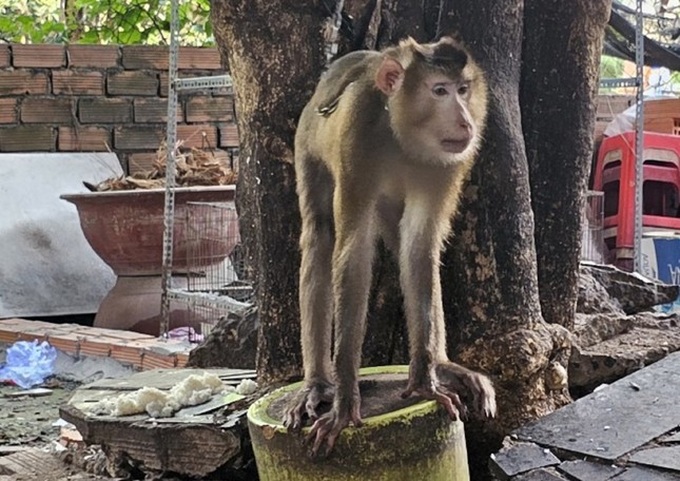 HCM City searches for another disruptive monkey - 1