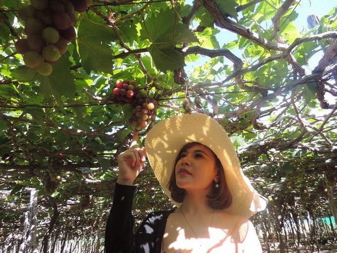 Grape and Wine Festival to be held in Ninh Thuan - 1 Grape and Wine Festival to be held in Ninh Thuan - 1