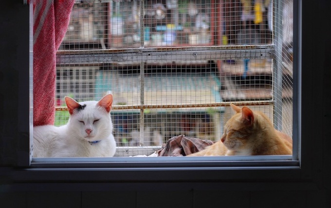 Hanoi woman offers home to abandoned cats - 2 Hanoi woman offers home to abandoned cats - 2