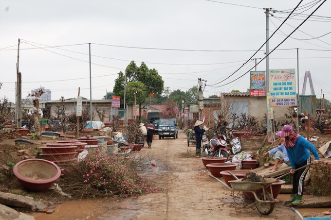 Post-Tet peach tree care service in high demand in Hanoi - 7