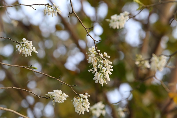 Hanoi streets covered by white sua flower - 1